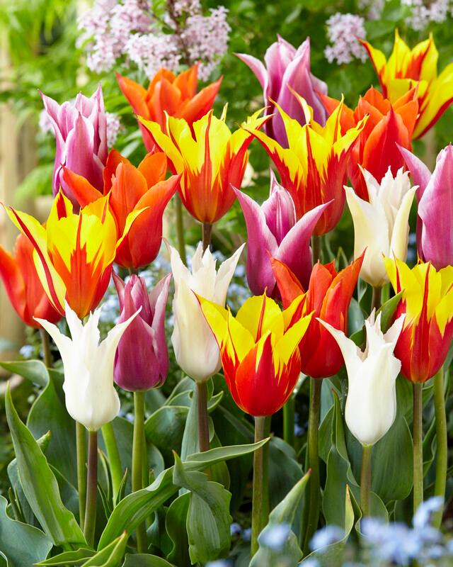Anniversary Flowers For Him Wholesale Fall Flower Bulbs