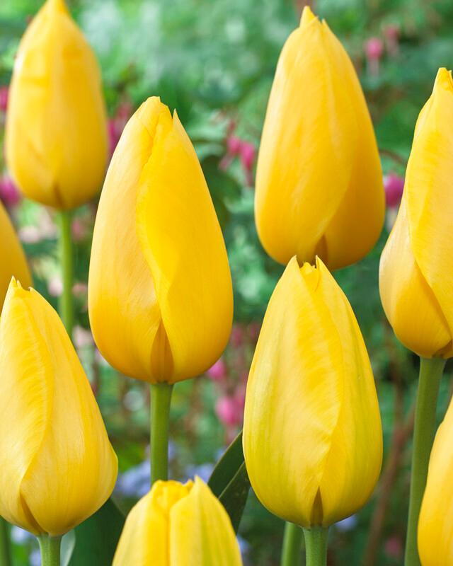 Tulipa Single Late 'Big Smile' Tulip from ADR Bulbs