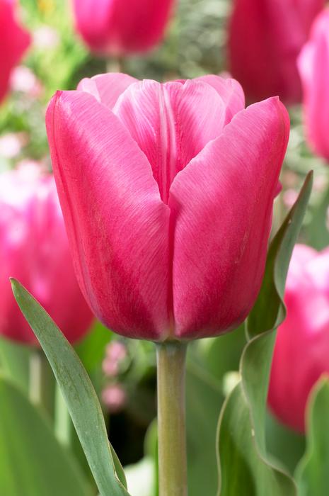 Tulipa Triumph 'Jumbo Pink' Tulip from ADR Bulbs