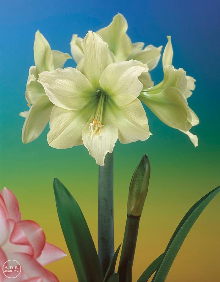 Hippeastrum Dutch 'Fantasy' Amaryllis from ADR Bulbs