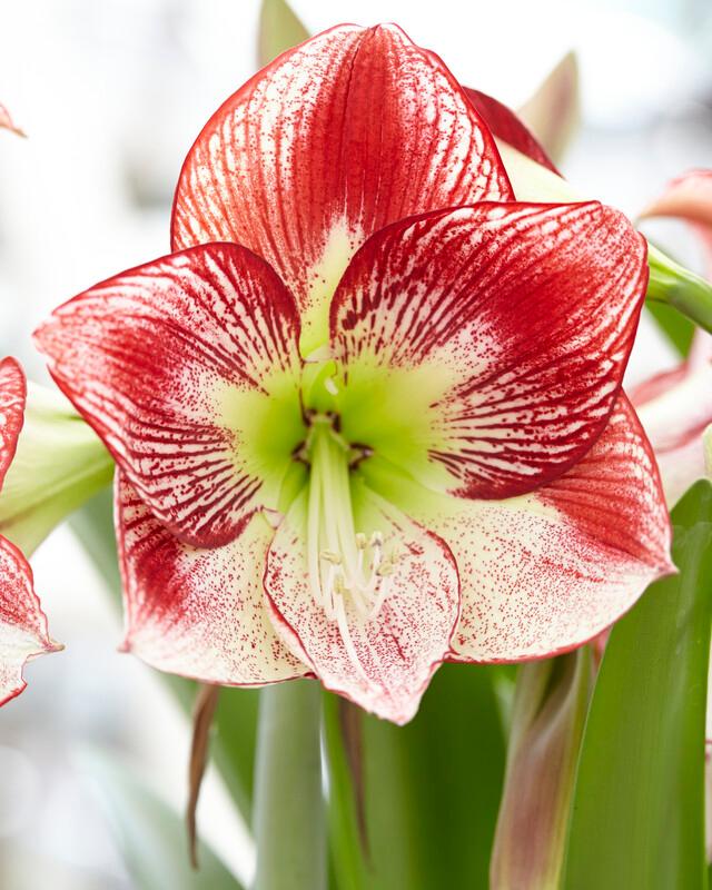 Hippeastrum Dutch 'Flamenco Queen' Amaryllis from ADR Bulbs