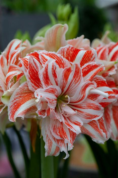 Hippeastrum Dutch 'Dancing Queen' Amaryllis from ADR Bulbs