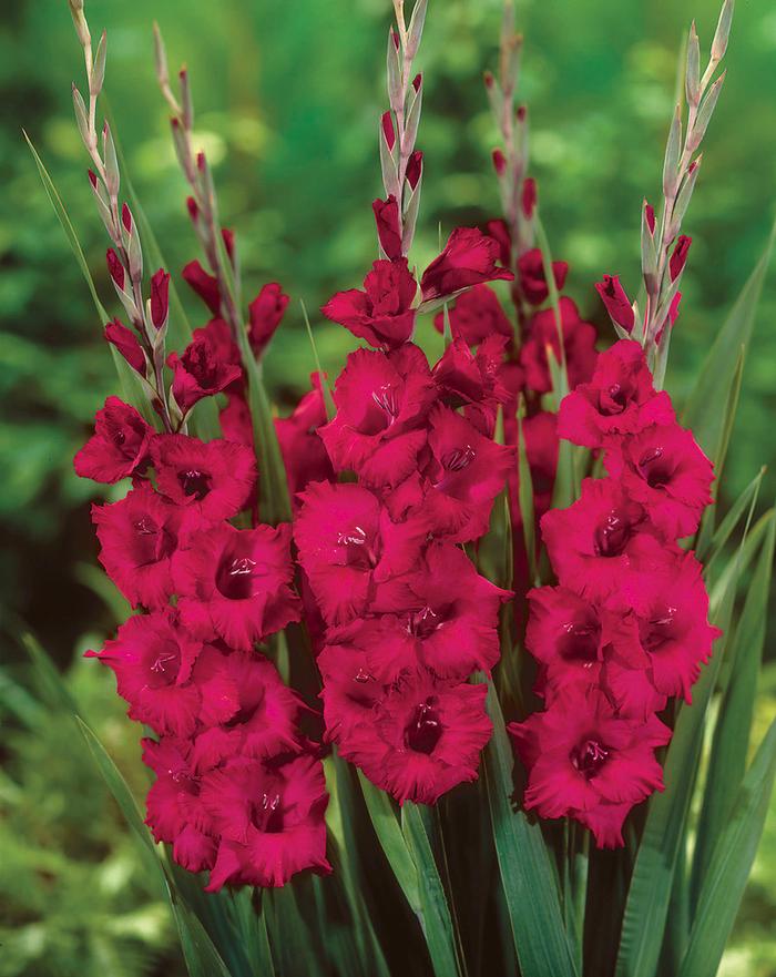 Gladiolus large flowering 'Plum Tart' Gladiolus from ADR Bulbs