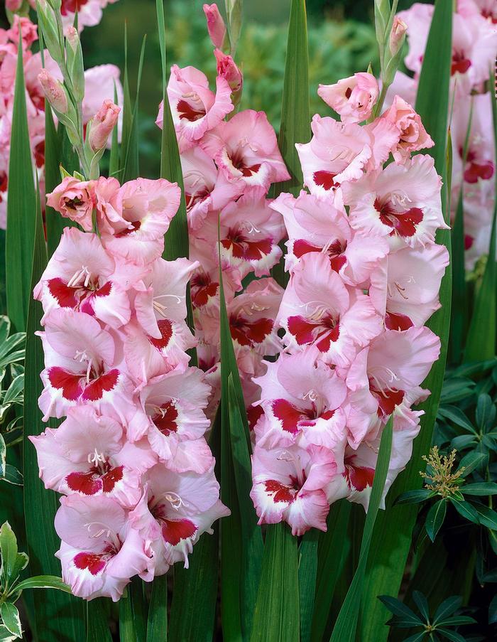 Gladiolus large flowering 'Wine & Roses' Gladiolus from ADR Bulbs