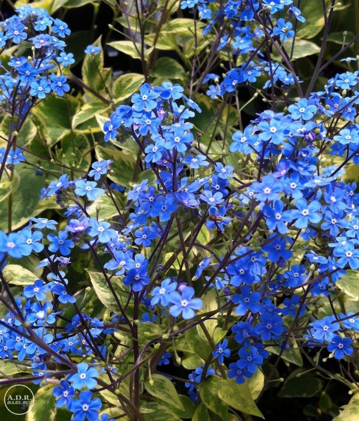 Brunnera Hadspen Cream (Ships in Spring) Brunnera from ADR Bulbs