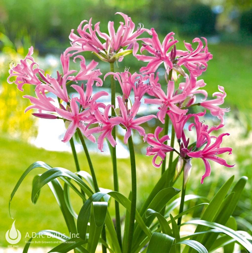 Nerine Bowdenii (Ships in Spring) Nerine from ADR Bulbs