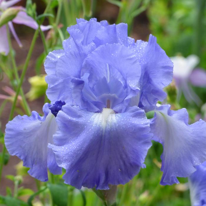 Iris Germanica Victoria Falls' Bearded Iris from ADR Bulbs