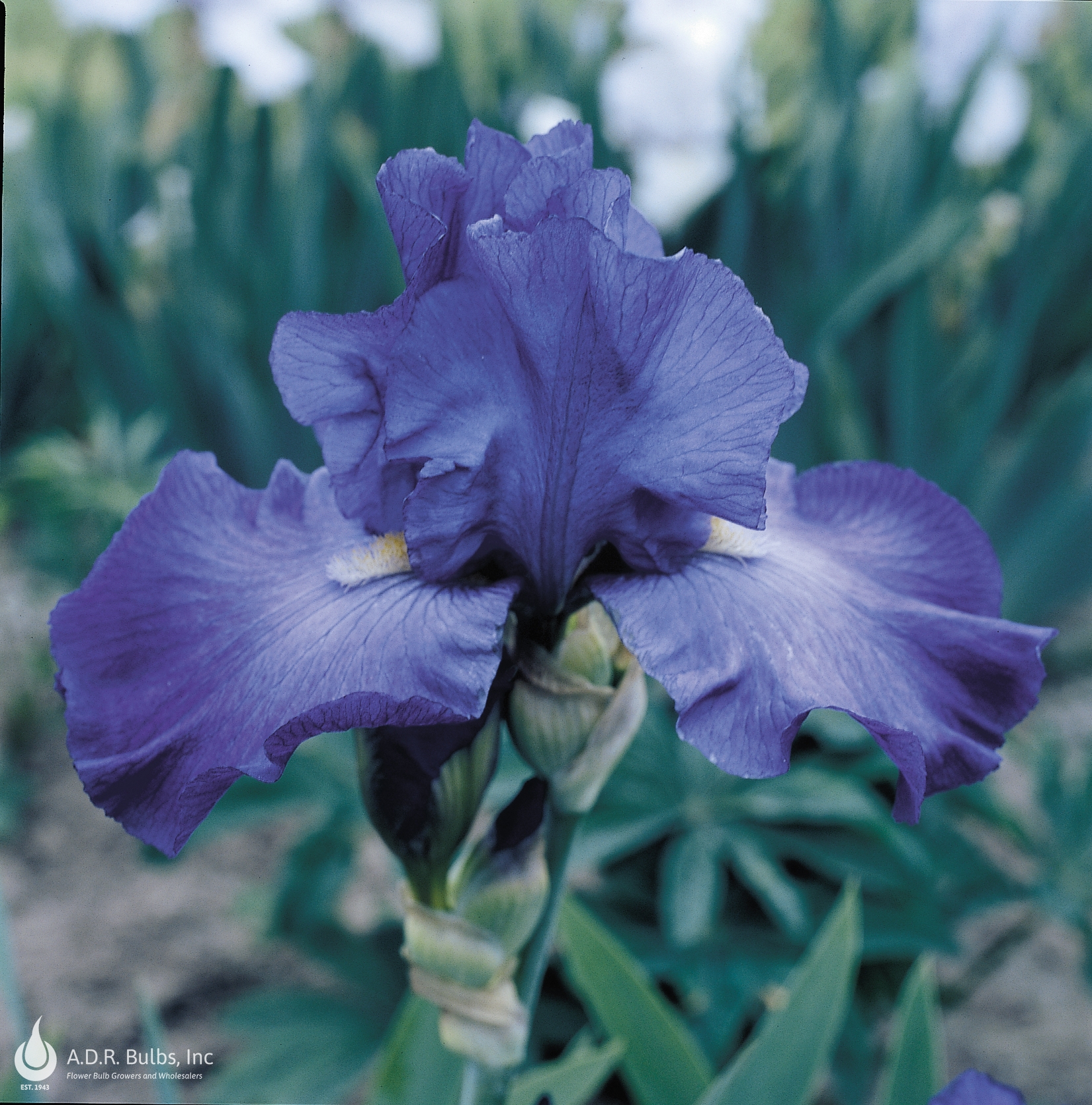 Iris Germanica 'Feed Back' Bearded Iris from ADR Bulbs