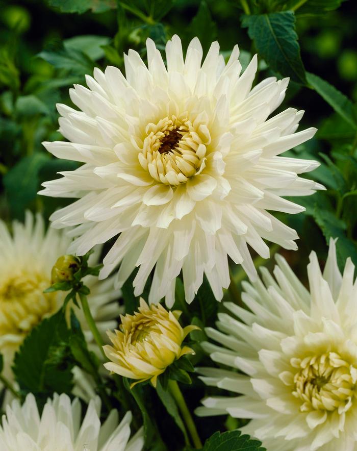 Dahlia Cactus collection 140 Dahlia from ADR Bulbs