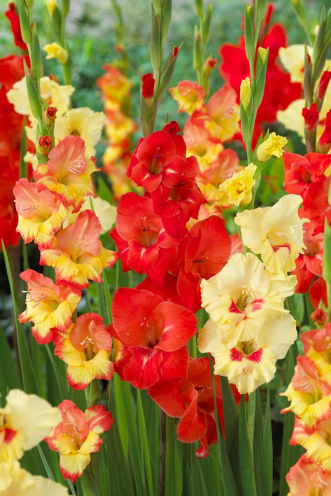 Gladiolus Large Flowering collection 180 Gladiolus from ADR Bulbs