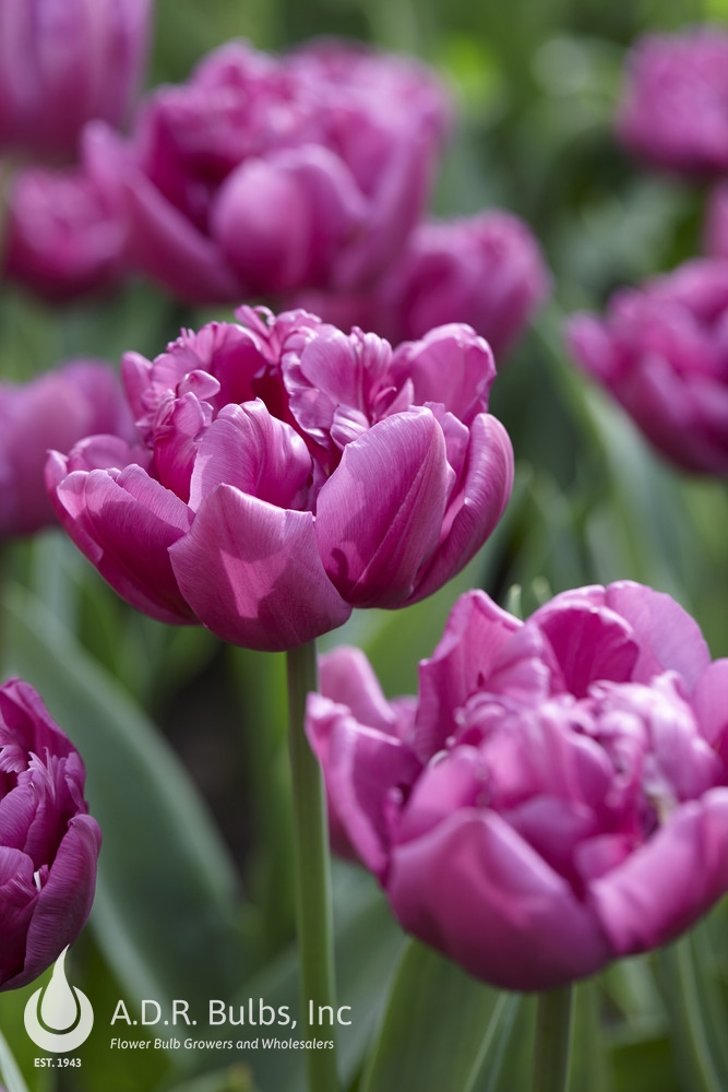 Tulipa double early 'Double Flag' Tulip from ADR Bulbs