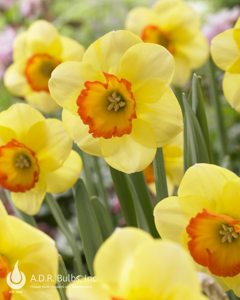 Narcissi Large Cupped 'Bantam' Daffodil from ADR Bulbs