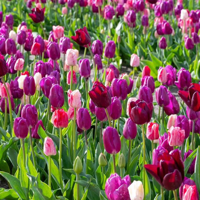 Tulipa triumph 'Changing Colors Mixture' Tulip from ADR Bulbs