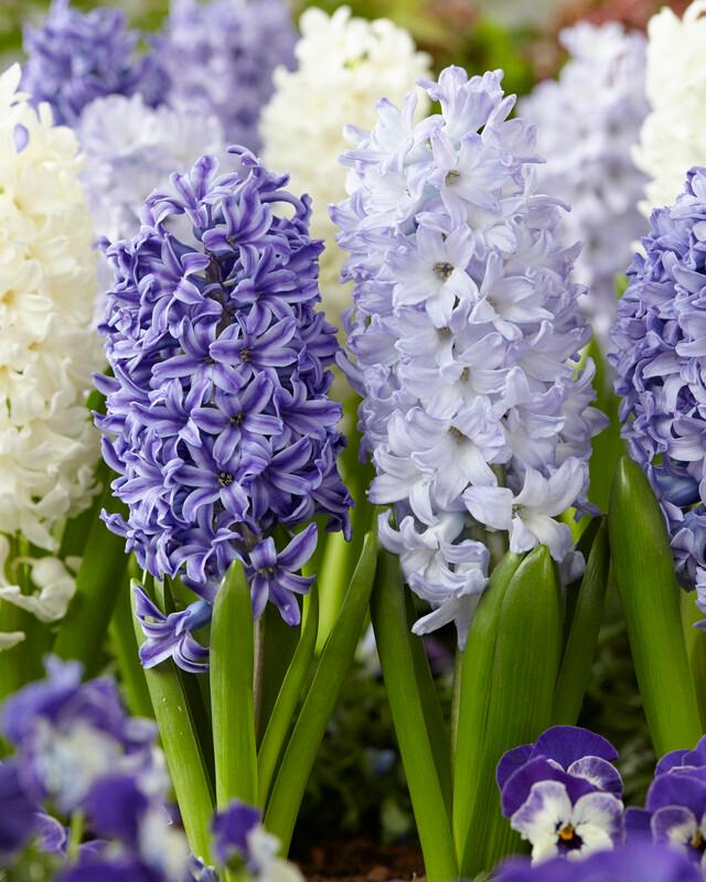 Hyacinthus Orientalis 'Mixture The Blues' Hyacinth from ADR Bulbs