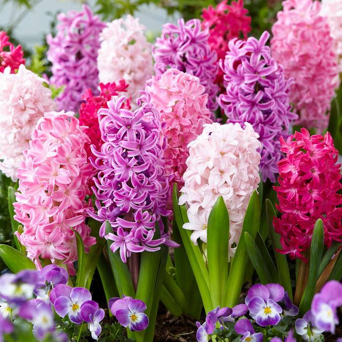 Hyacinthus Orientalis 'Mixture The Pinks' Hyacinth from ADR Bulbs