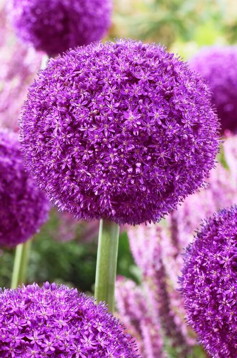 Allium giant 'Ambassador' Ornamental Onion from ADR Bulbs
