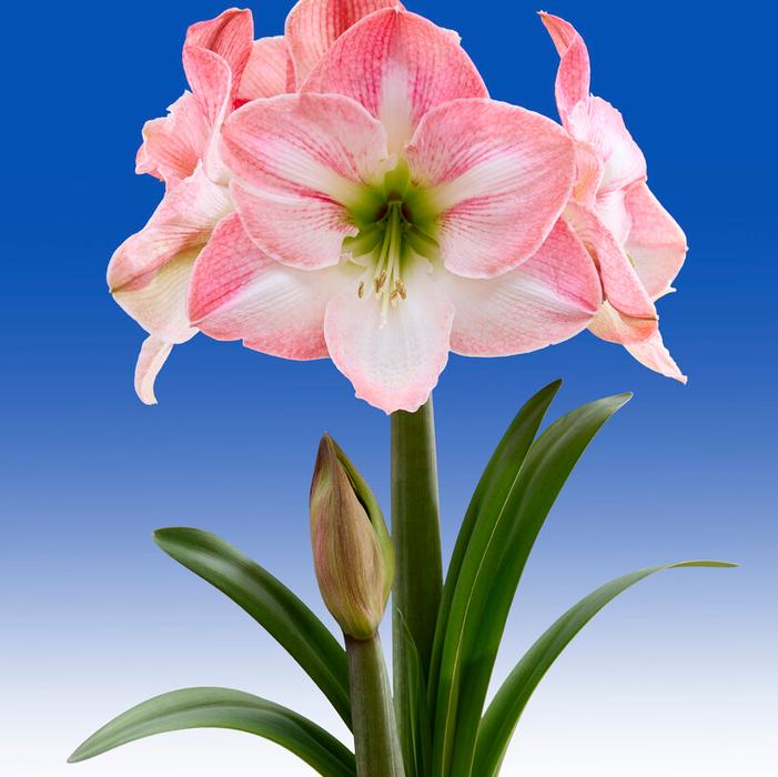 Amaryllis Dutch 'Apple Blossom' Amaryllis from ADR Bulbs