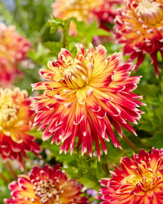 Dahlia Dinnerplate 'Akita' (Ships in Spring) Dahlia from ADR Bulbs