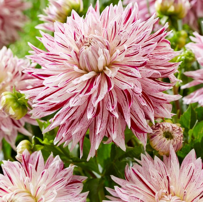 Dahlia Dinnerplate 'Avignon' (Ships in Spring) Dahlia from ADR Bulbs