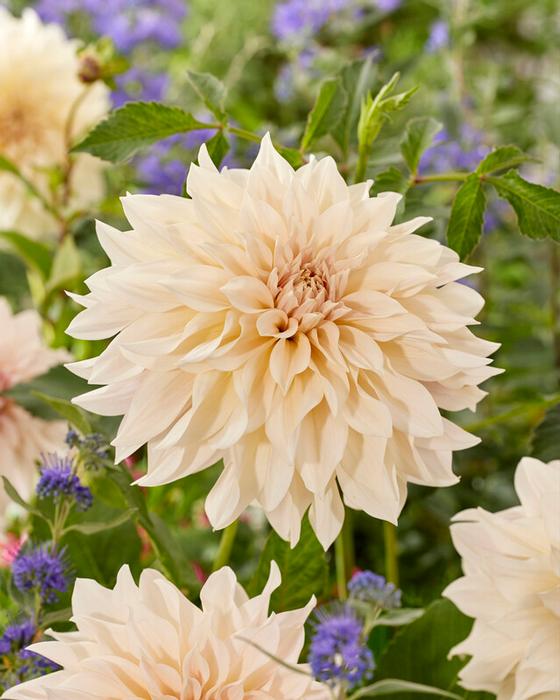 Dahlia Dinnerplate 'Cafe au Lait' (Ships in Spring) Dahlia from ADR Bulbs