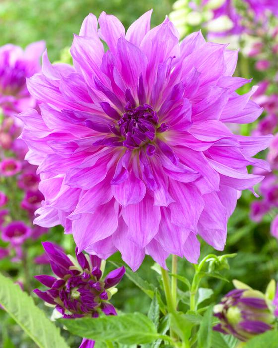 Dahlia Dinnerplate 'Lavender Ruffles' (Ships in Spring) Dahlia from ADR Bulbs