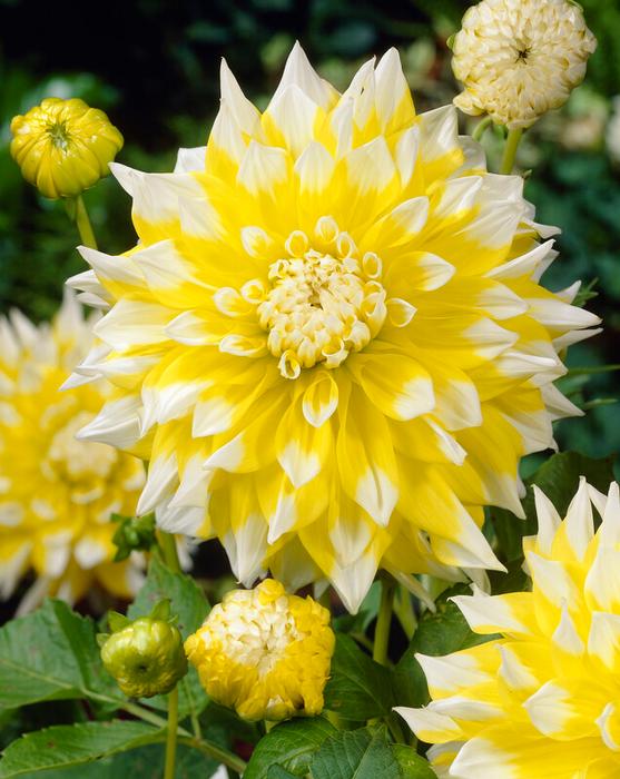 Dahlia Dinnerplate 'Grand Prix' (Ships in Spring) Dahlia from ADR Bulbs