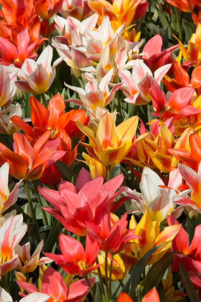 Tulipa bunch flowering 'Canada Pride Mix' Tulip from ADR Bulbs