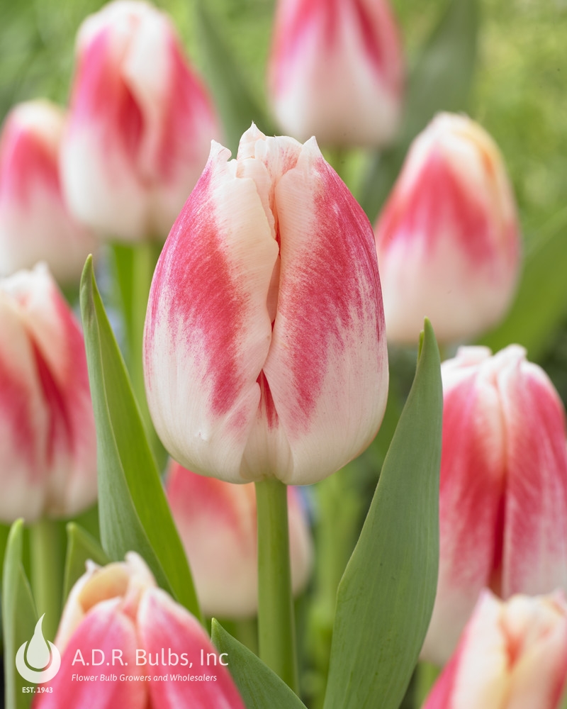 Tulipa triumph 'Pleasure' Tulip from ADR Bulbs