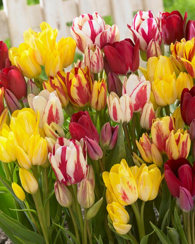 Tulipa Bunch Flowering Mixture' Tulip from ADR Bulbs
