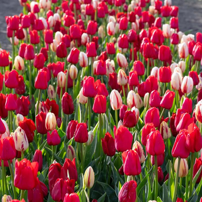 Tulipa Triumph 'Holiday Mixture' Tulip from ADR Bulbs