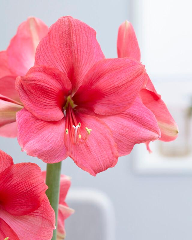 Amaryllis Dutch 'Pink Surprise' Amaryllis from ADR Bulbs