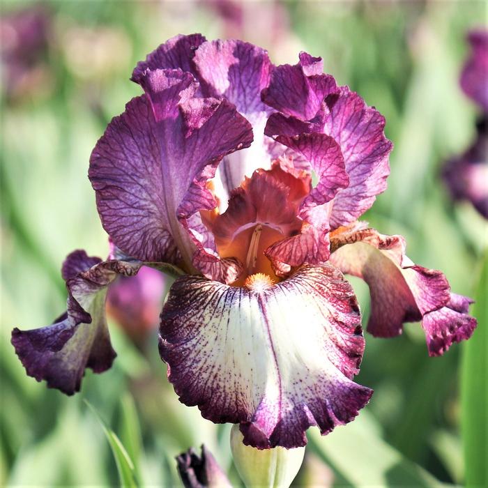 Iris Germanica 'Innocent Star' Bearded Iris from ADR Bulbs