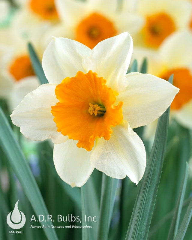 Narcissi Large Cupped 'Sempre Avanti' Daffodil from ADR Bulbs