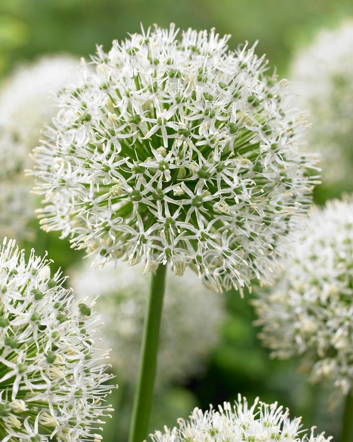 Allium giant 'Mont Blanc' Ornamental Onion from ADR Bulbs