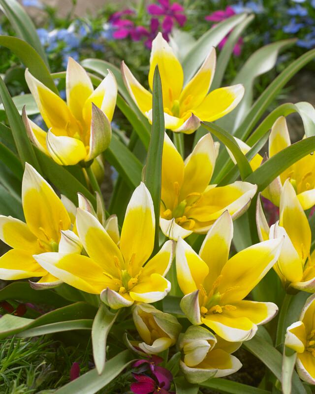 Tulipa Miniature 'Dasystemon Tarda' Tulip from ADR Bulbs