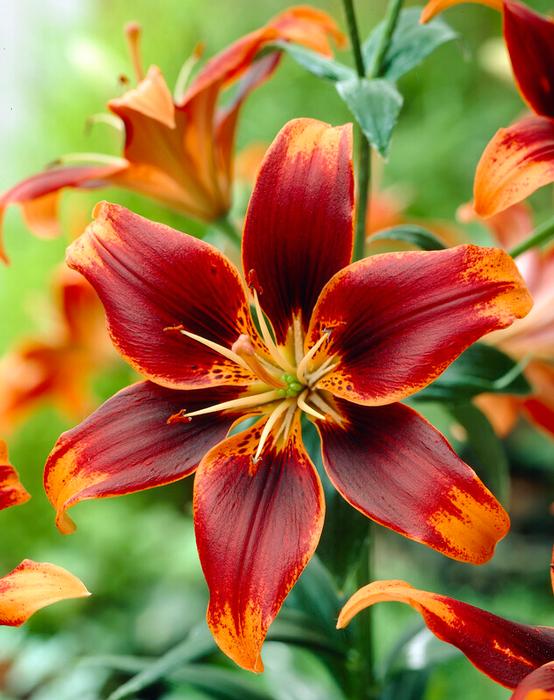 Lilium Asiatic 'Forever Susan' (Ships in Spring) Lily from ADR Bulbs