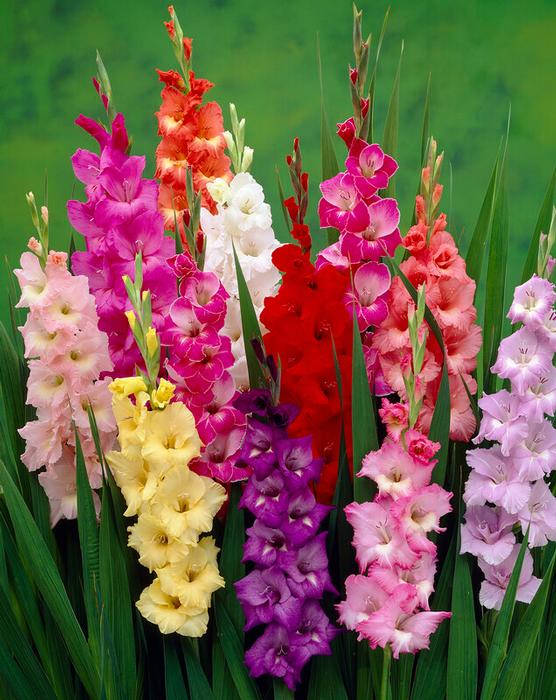 Gladiolus Large Flowering 'Rainbow Mixture' (Ships in Spring) Gladiolus