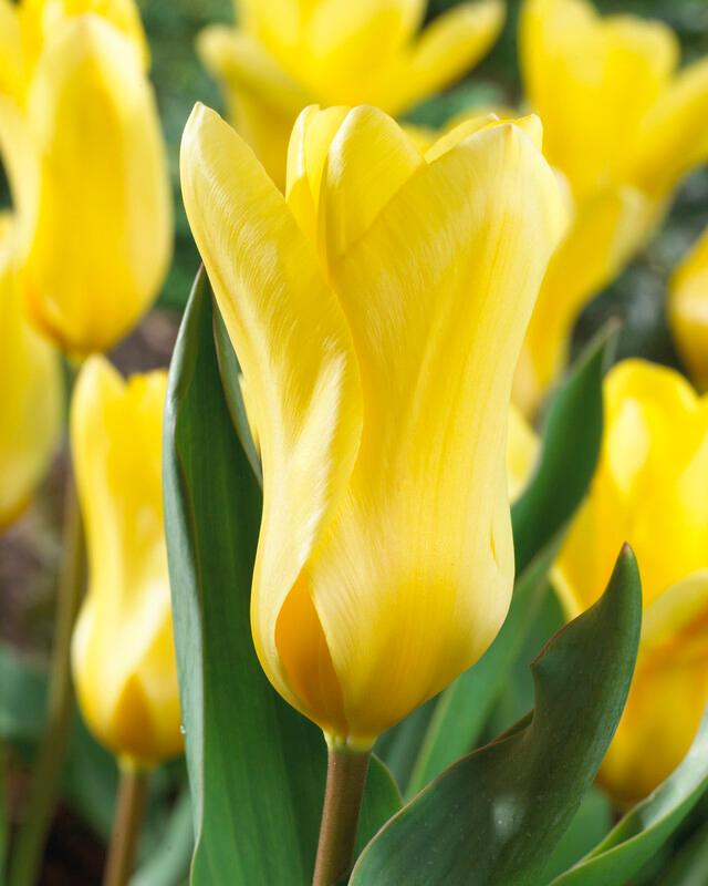 Tulipa Emperor 'Golden Emperor' Tulip from ADR Bulbs