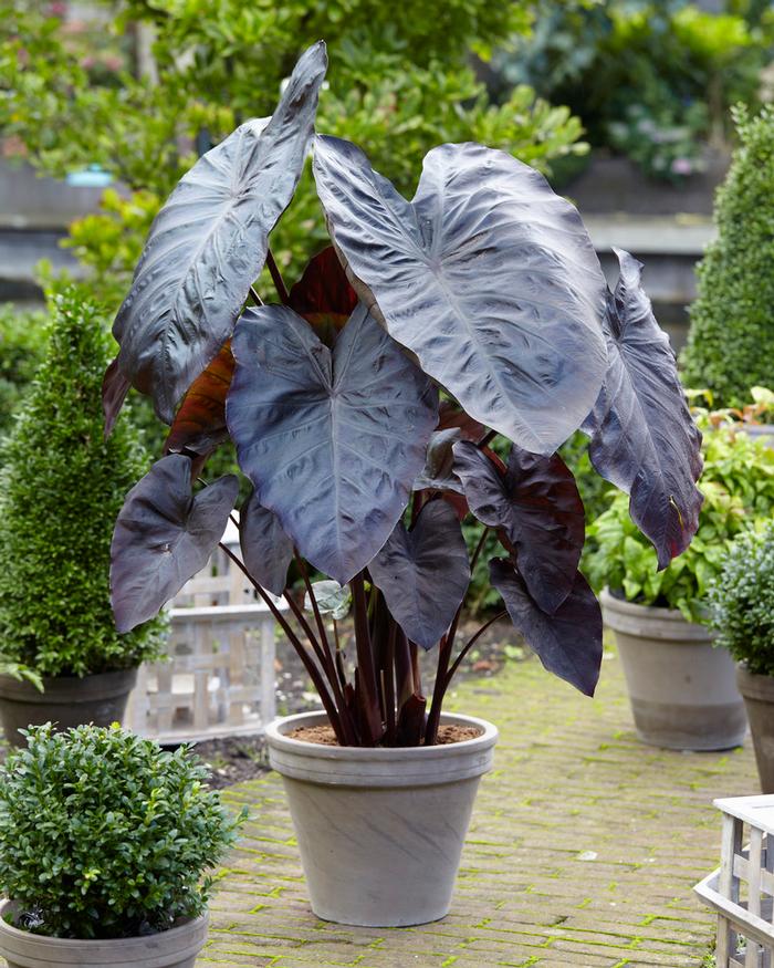 Colocasia Esculenta 'Diamond Head' (Ships in Spring) Elephant Ear from ADR Bulbs
