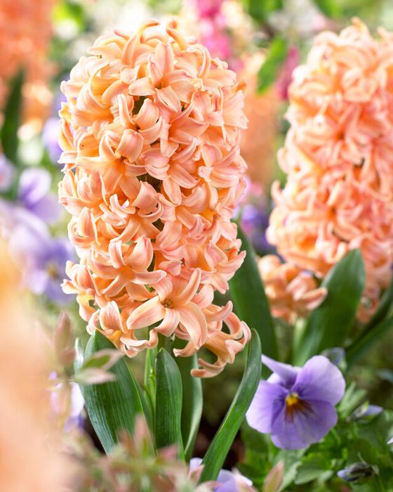 Hyacinthus Orientalis 'Gypsy Queen' Hyacinth from ADR Bulbs