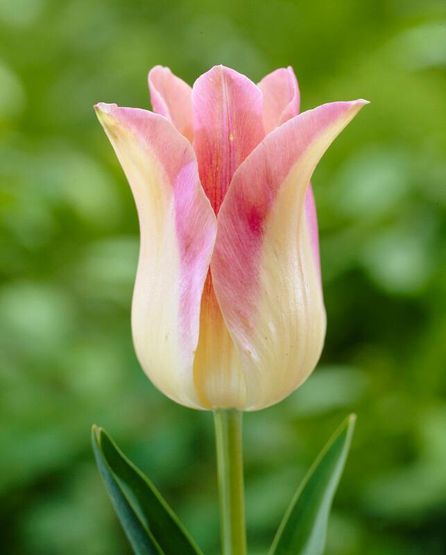 Tulipa Lily Flowering 'Elegant Lady' Tulip from ADR Bulbs