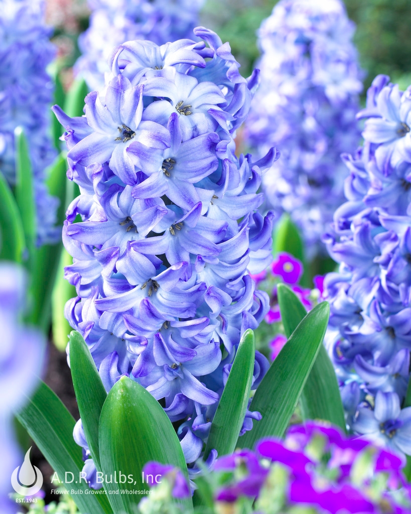 Hyacinthus Orientalis 'Aqua' Hyacinth from ADR Bulbs