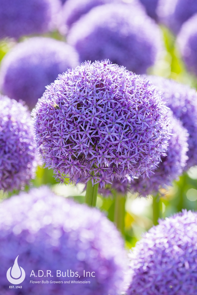 Allium giant 'Globemaster' Ornamental Onion from ADR Bulbs