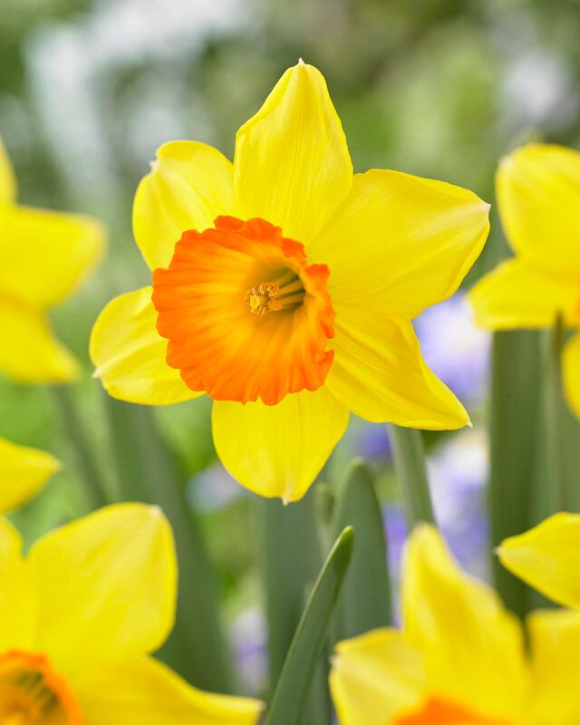 Longfield Gardens Daffodils, 100 Count Costco, 50 OFF