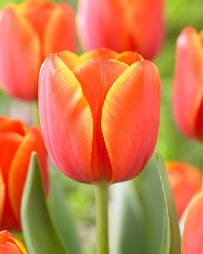 Tulipa Darwin Hybrid 'Ad Rem' Tulip from ADR Bulbs