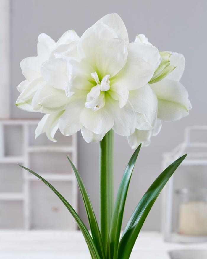 Artificial Flower Suppliers South Africa Best Flower Site