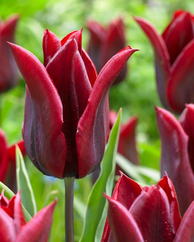 Tulipa Lily Flowering 'Lasting Love' Tulip from ADR Bulbs