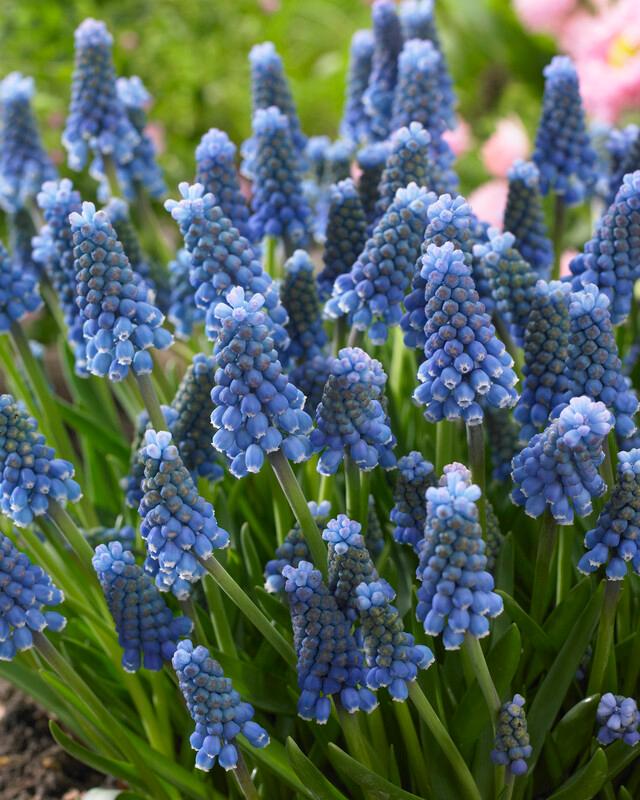 Muscari 'Blue Magic' Grape Hyacinth from ADR Bulbs