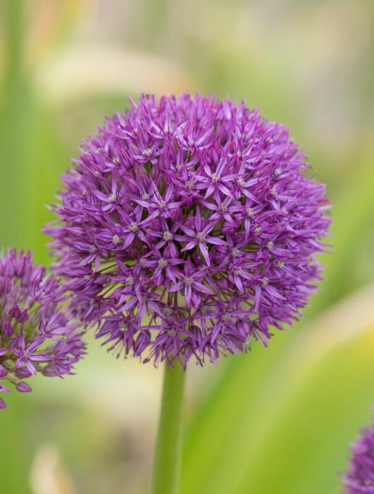 Allium Giant 'Pinball Wizard' Ornamental Onion from ADR Bulbs