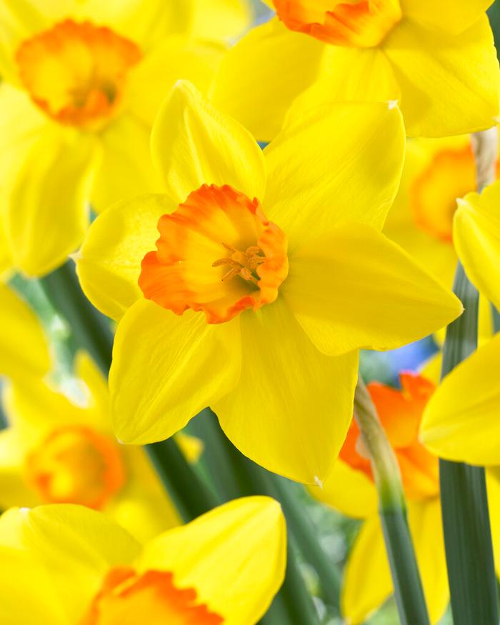 Narcissi Large Cupped 'Ceylon' Daffodil from ADR Bulbs